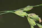 Nodding fescue